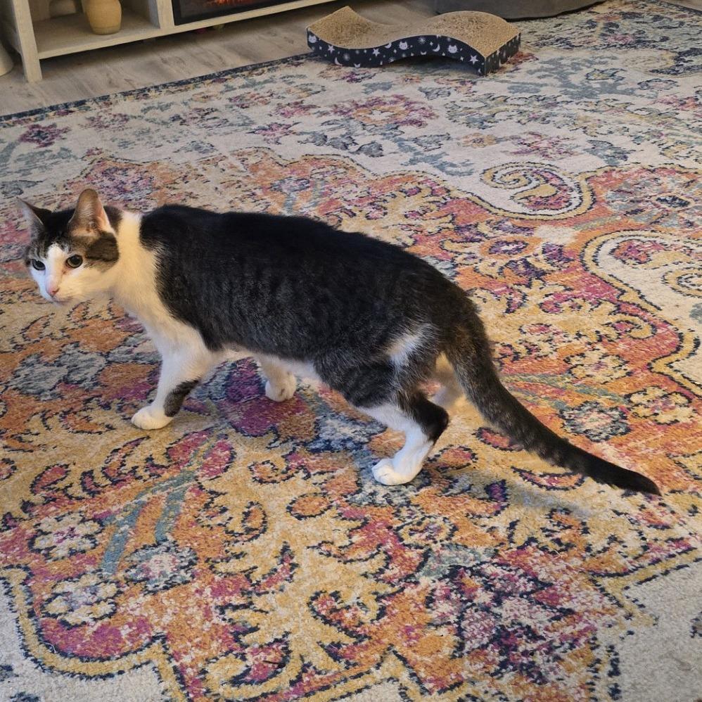 Enlarge Escher-Foster, a Adoptable Domestic Short Hair in Grand Rapids, MI image 3/6