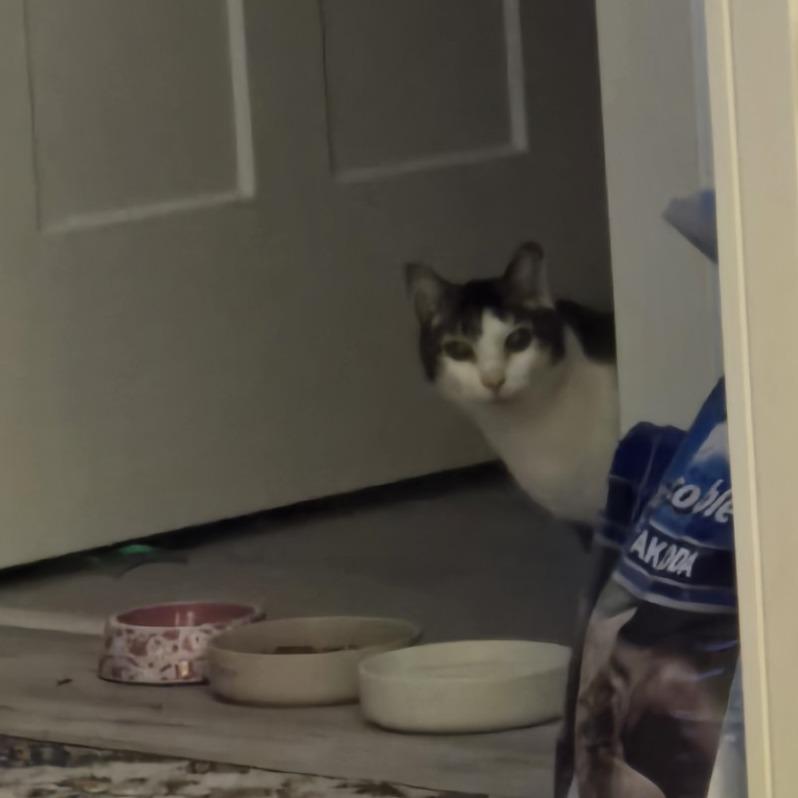 Enlarge Escher-Foster, a Adoptable Domestic Short Hair in Grand Rapids, MI image 3/3