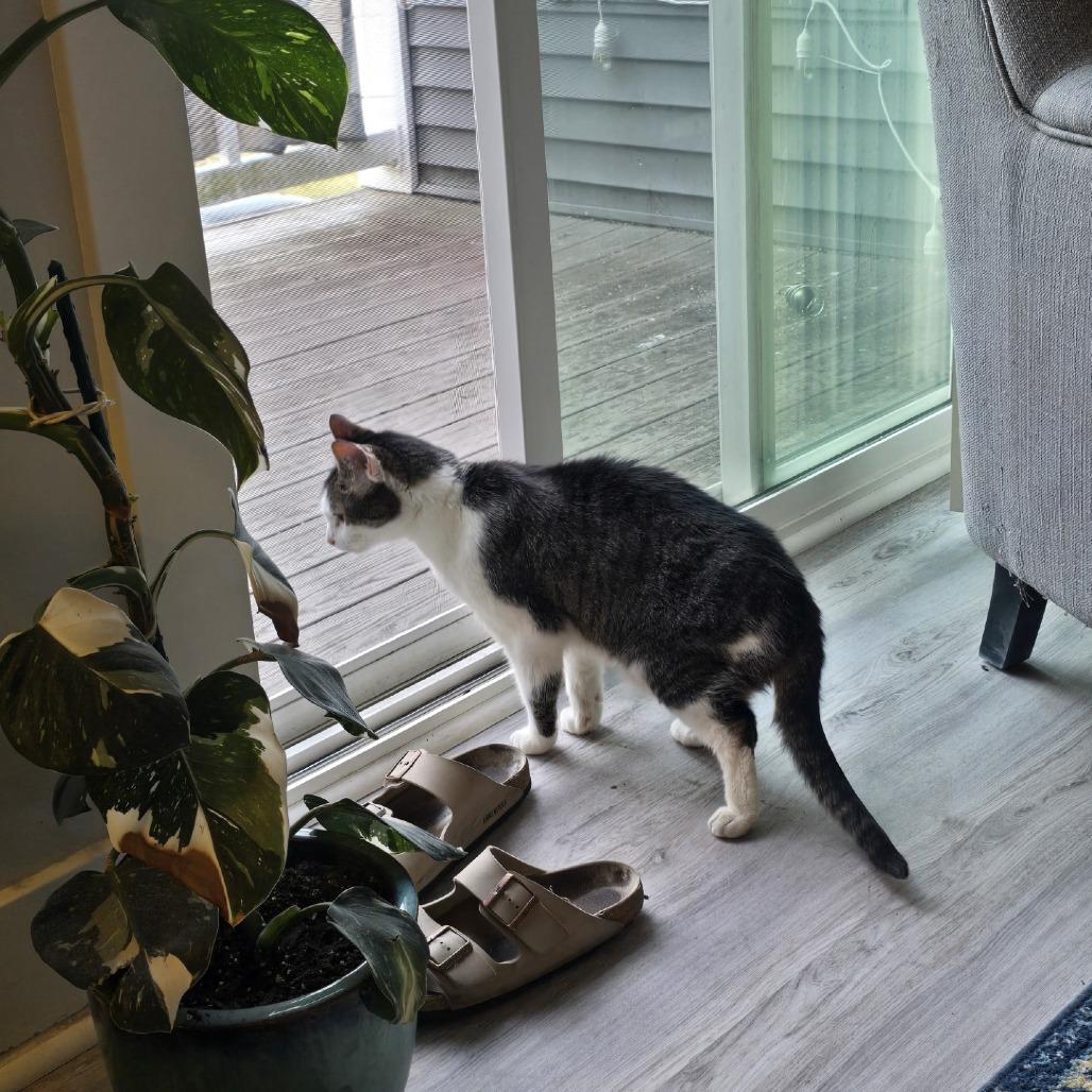 Enlarge Escher-Foster, a Adoptable Domestic Short Hair in Grand Rapids, MI image 5/6