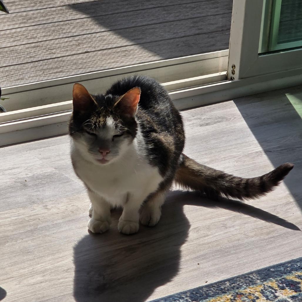 Enlarge Escher-Foster, a Adoptable Domestic Short Hair in Grand Rapids, MI image 5/6