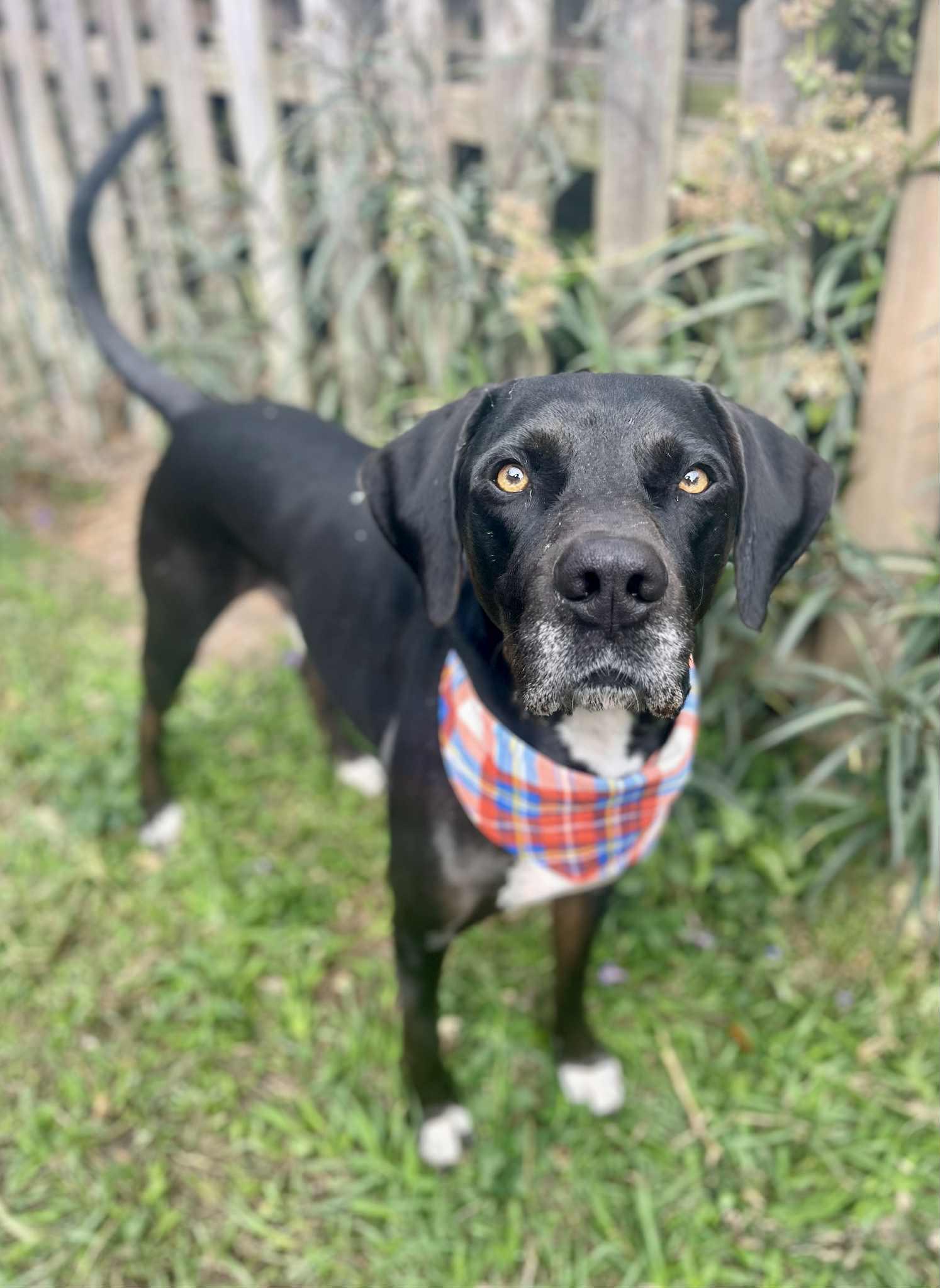 Ty - big lovable guy, Adoptable, Adult Male Weimaraner & American Foxhound.