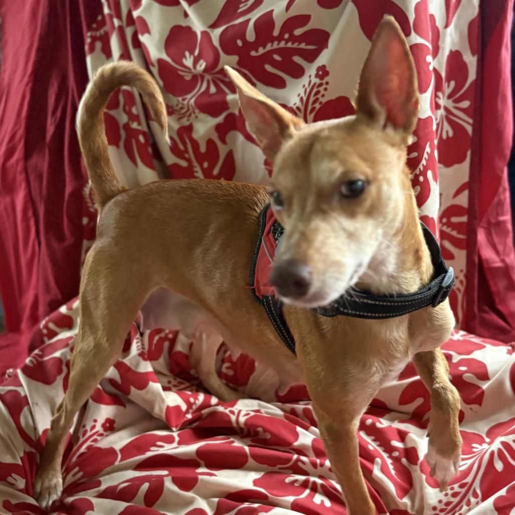 Mama Zig Zag, Adoptable, Adult Female Mixed Breed.
