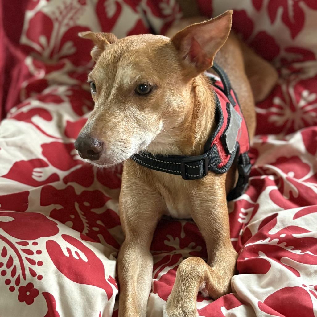 Enlarge Mama Zig Zag, a Adoptable Mixed Breed in Volcano, HI image 2/6
