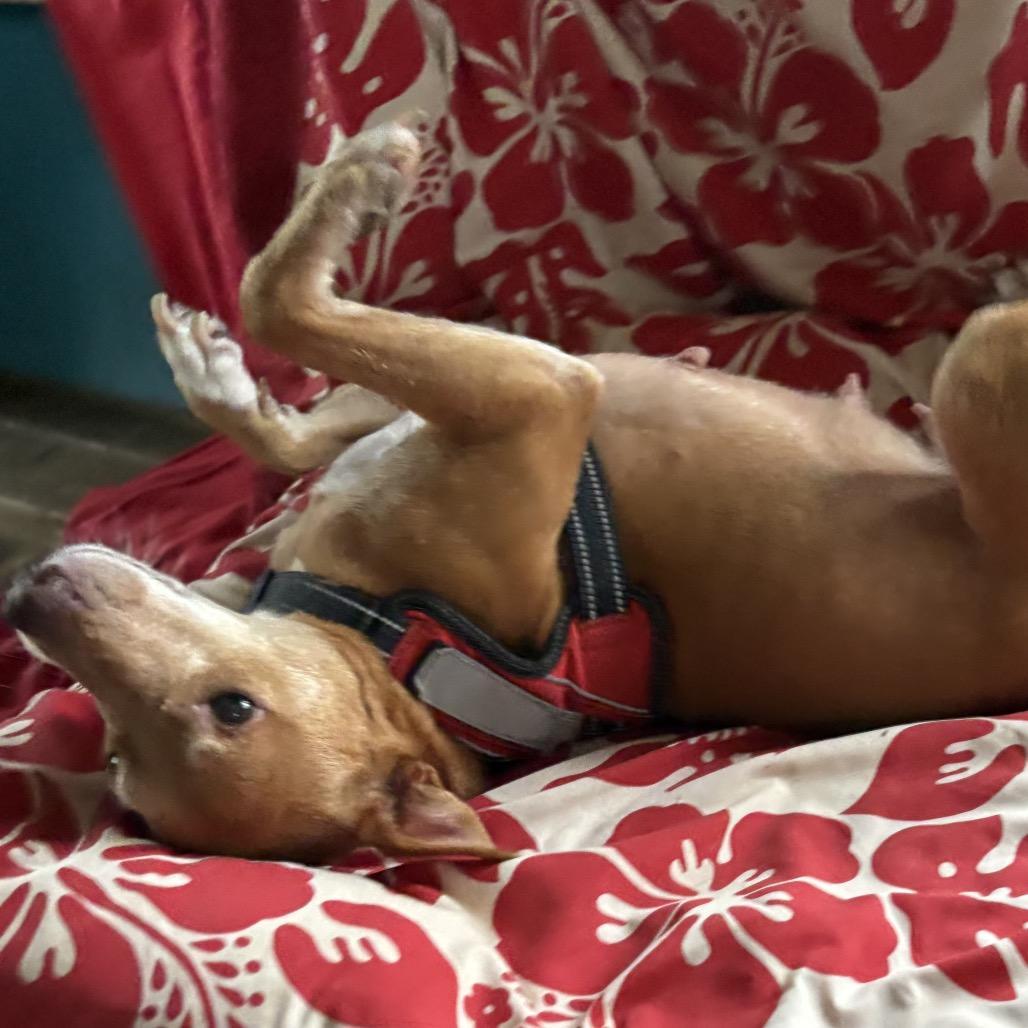 Enlarge Mama Zig Zag, a Adoptable Mixed Breed in Volcano, HI image 3/6