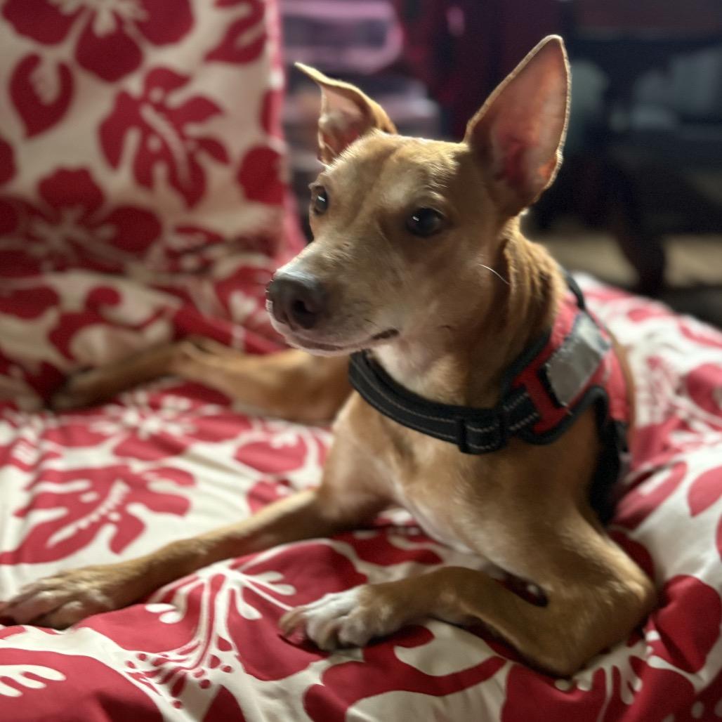 Enlarge Mama Zig Zag, a Adoptable Mixed Breed in Volcano, HI image 4/6