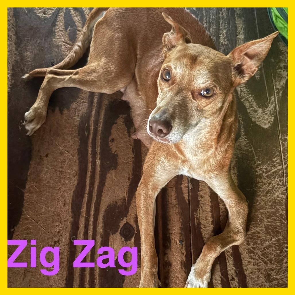 Enlarge Mama Zig Zag, a Adoptable Mixed Breed in Volcano, HI image 5/6