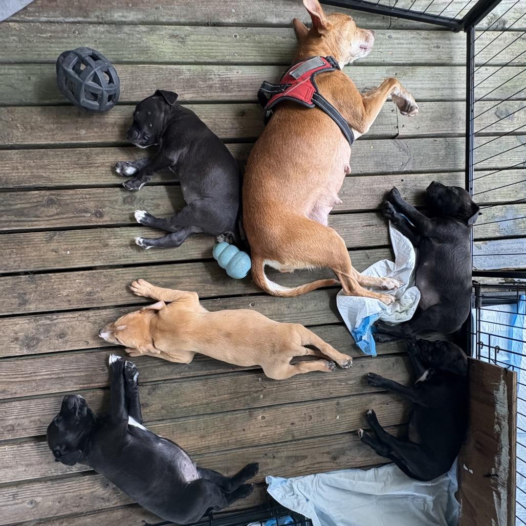 Enlarge Mama Zig Zag, a Adoptable Mixed Breed in Volcano, HI image 6/6