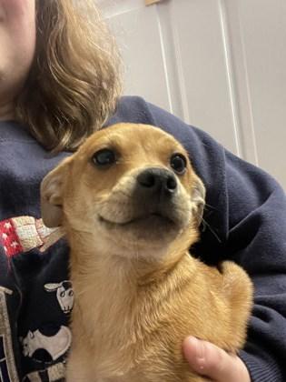 Enlarge Percival, a Adoptable mixed breed in Lawrenceville, GA image 1/1