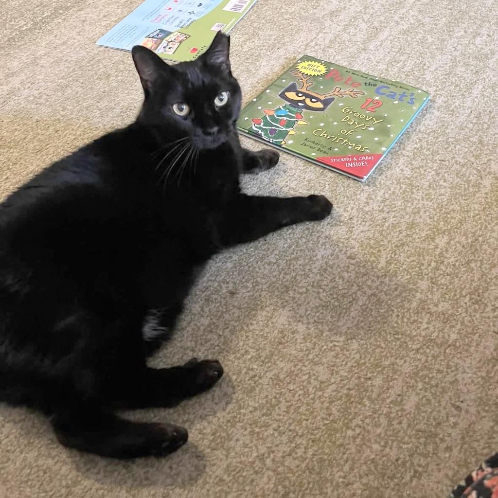 Midnight Jackie (meet me in foster care!), Adoptable, Senior Female Domestic Short Hair.