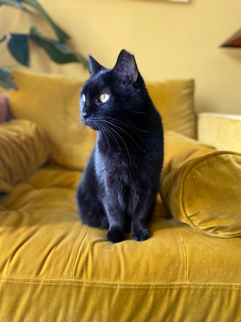 Jackie (meet me in foster care!), Adoptable, Senior Female Domestic Short Hair.