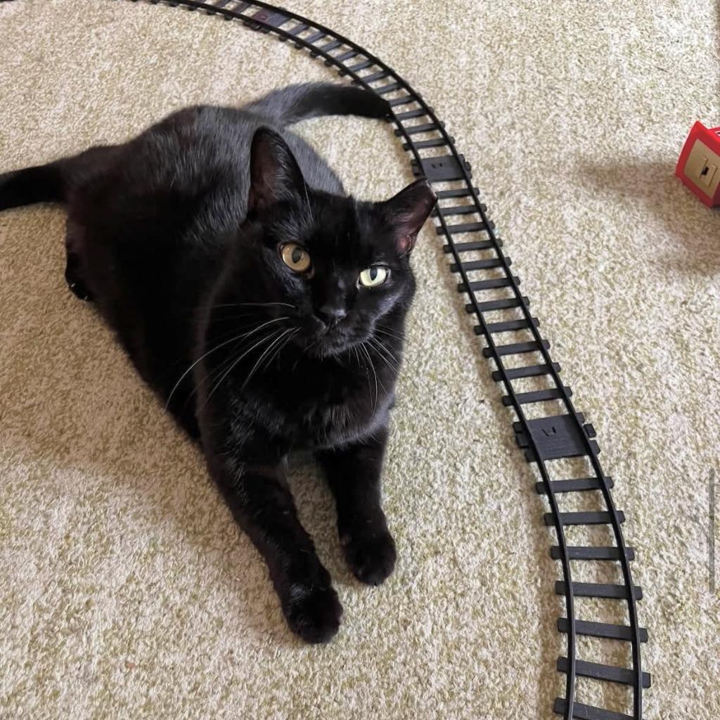 Enlarge Midnight Jackie (meet me in foster care!), a Adoptable mixed breed in Brooklyn, NY image 2/3