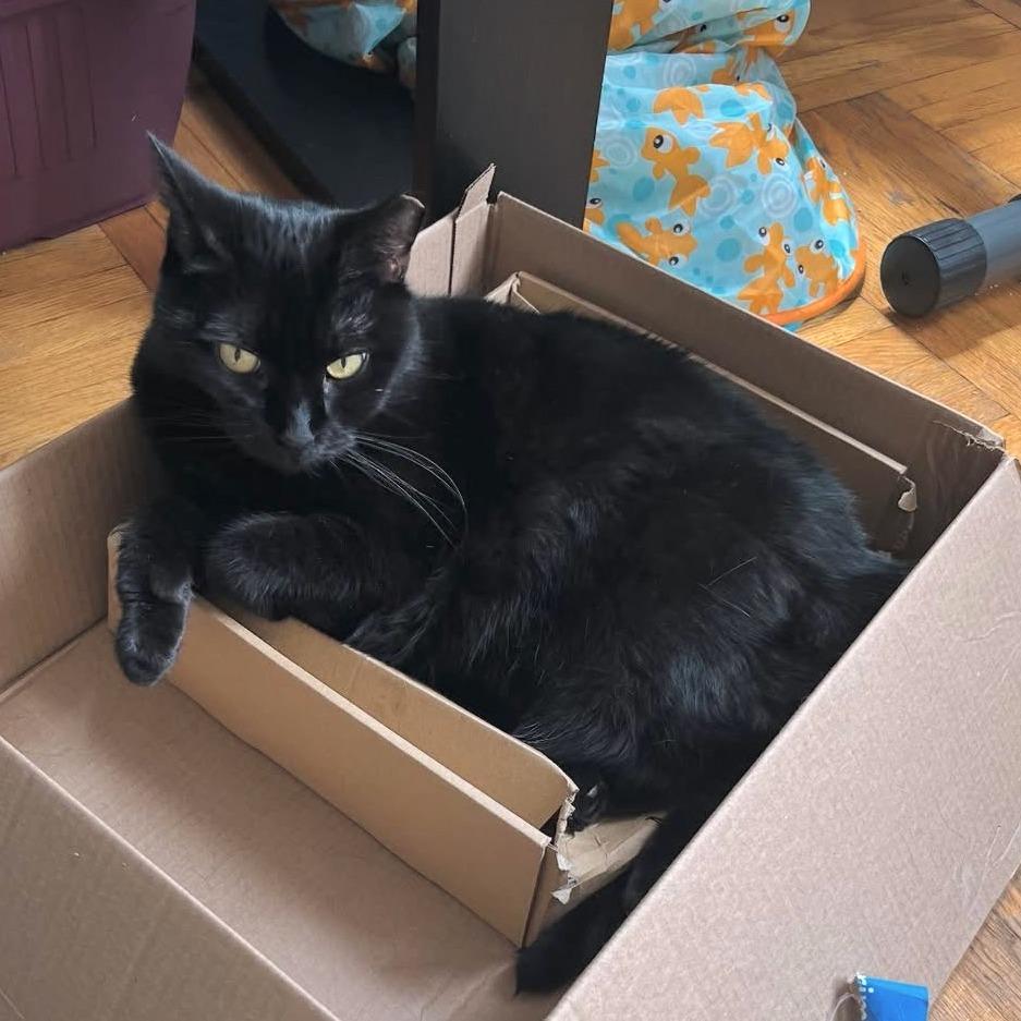 Enlarge Midnight Jackie (meet me in foster care!), a Adoptable mixed breed in Brooklyn, NY image 3/3