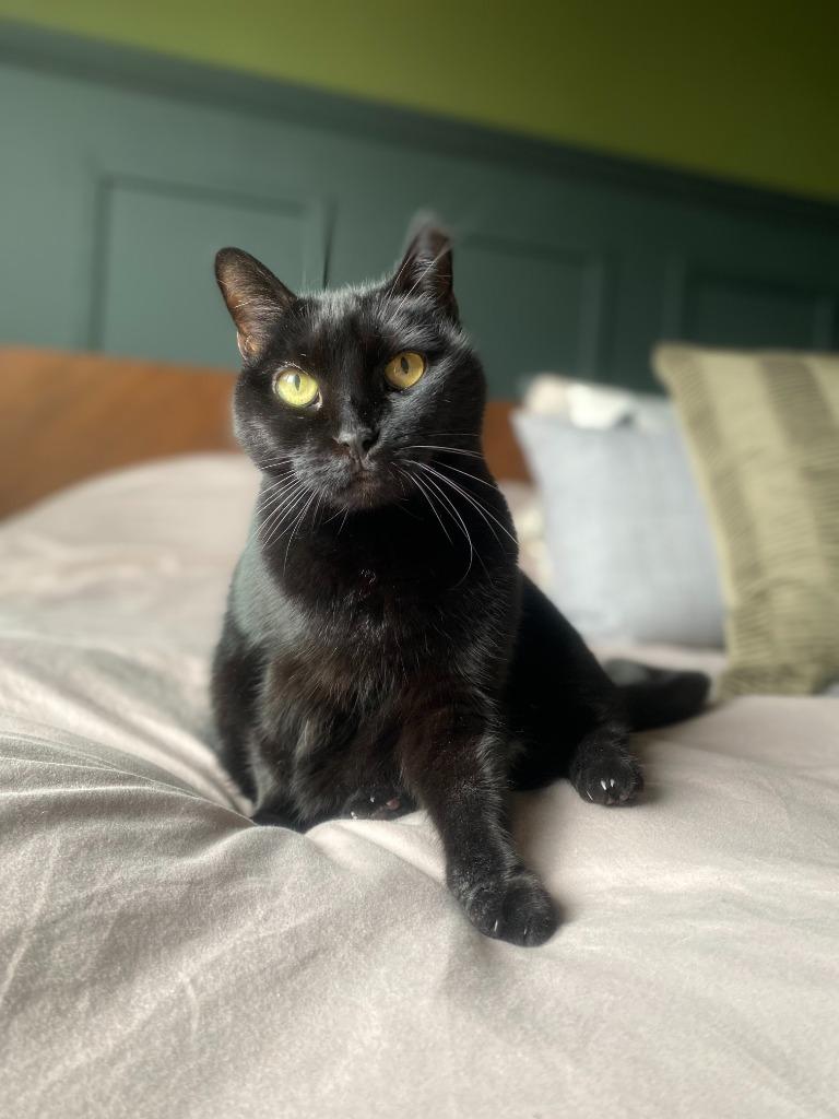 Enlarge Jackie (meet me in foster care!), a Adoptable mixed breed in Brooklyn, NY image 3/6