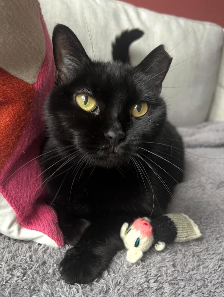 Enlarge Jackie (meet me in foster care!), a Adoptable mixed breed in Brooklyn, NY image 6/6