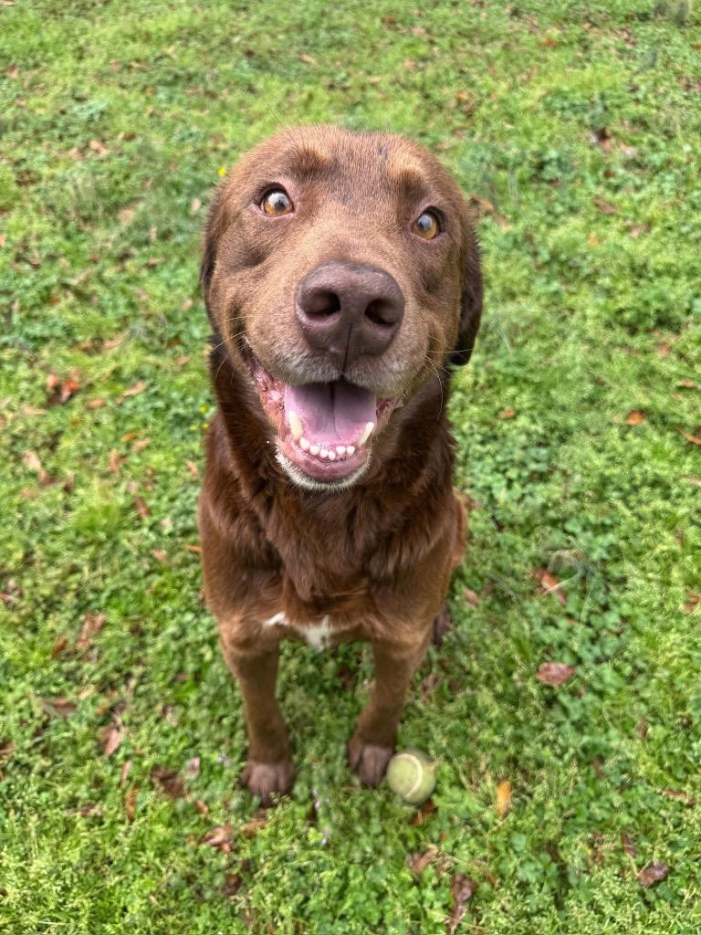 Enlarge Nutter Butter, a Adoptable mixed breed in Little Rock, AR image 1/6