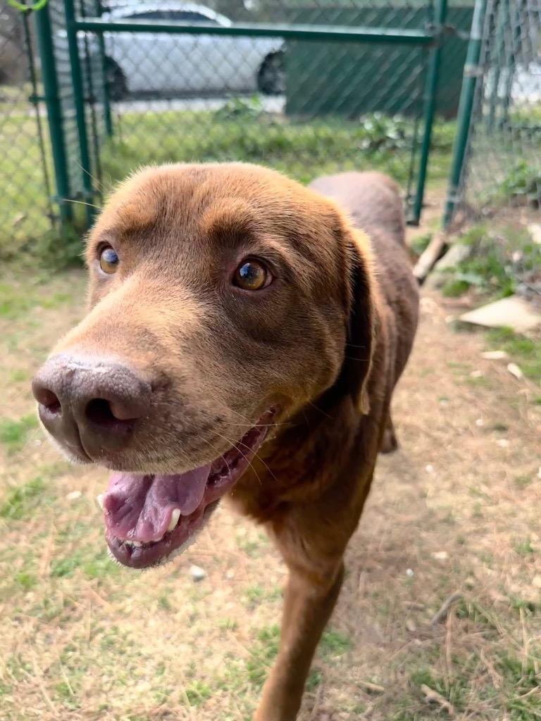 Enlarge Nutter Butter, a Adoptable mixed breed in Little Rock, AR image 2/6