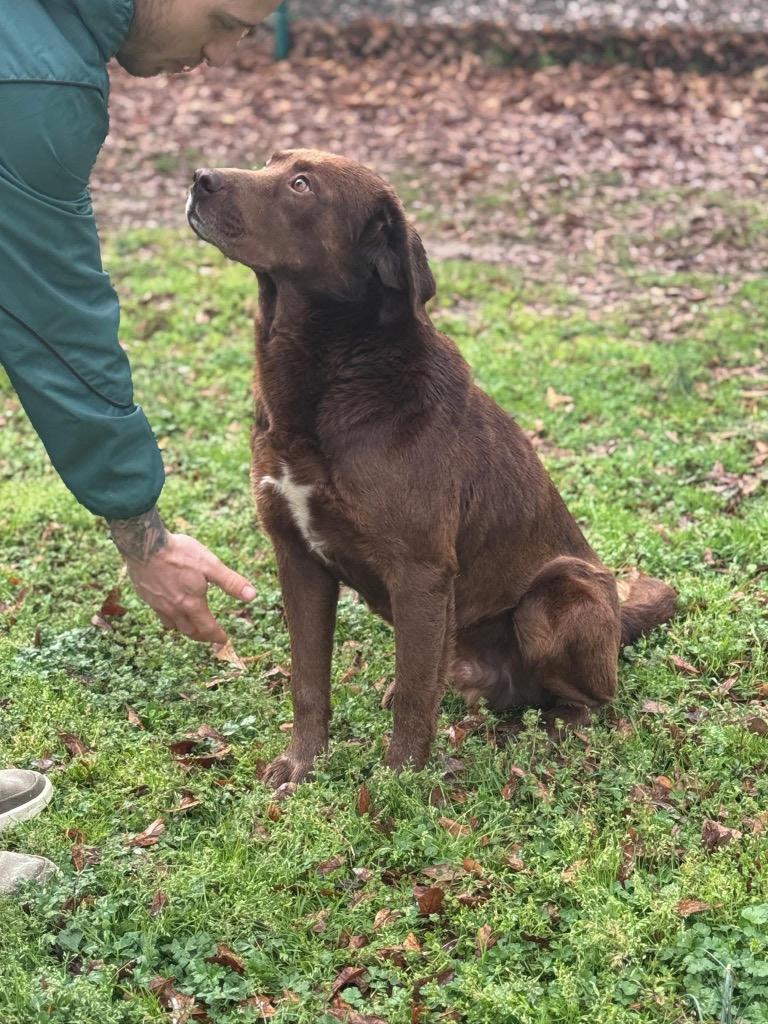 Enlarge Nutter Butter, a Adoptable mixed breed in Little Rock, AR image 3/6