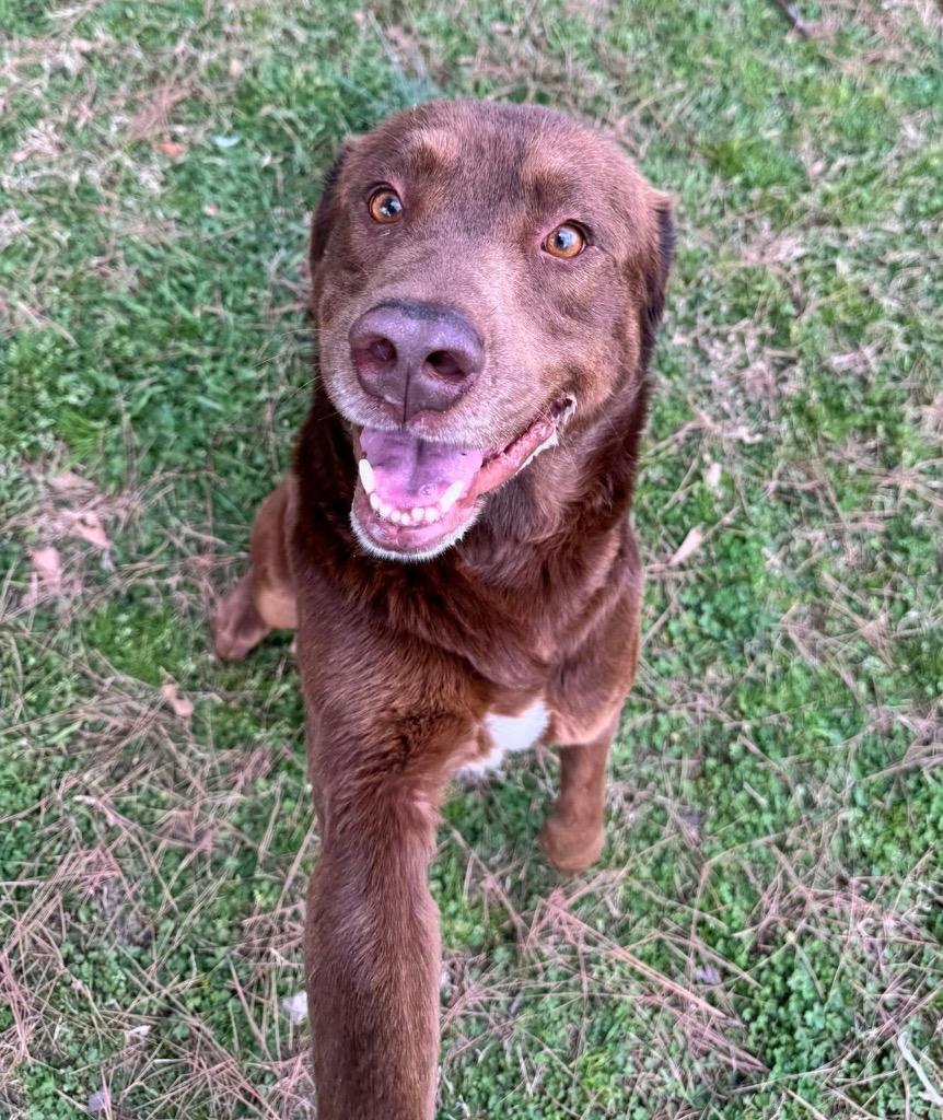 Enlarge Nutter Butter, a Adoptable mixed breed in Little Rock, AR image 4/6