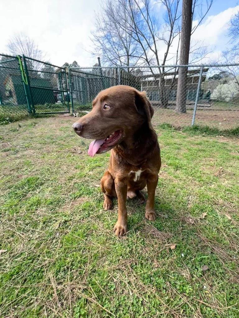 Enlarge Nutter Butter, a Adoptable mixed breed in Little Rock, AR image 5/6