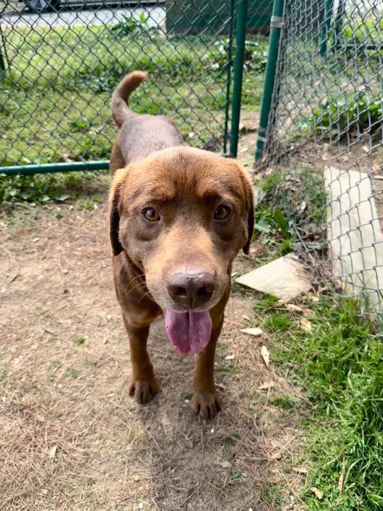 Enlarge Nutter Butter, a Adoptable mixed breed in Little Rock, AR image 6/6