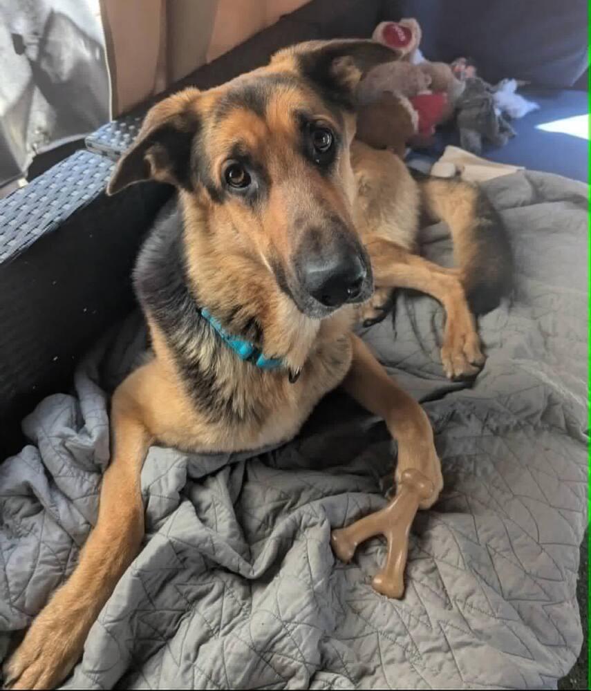Tony, Adoptable, Young Male German Shepherd Dog.