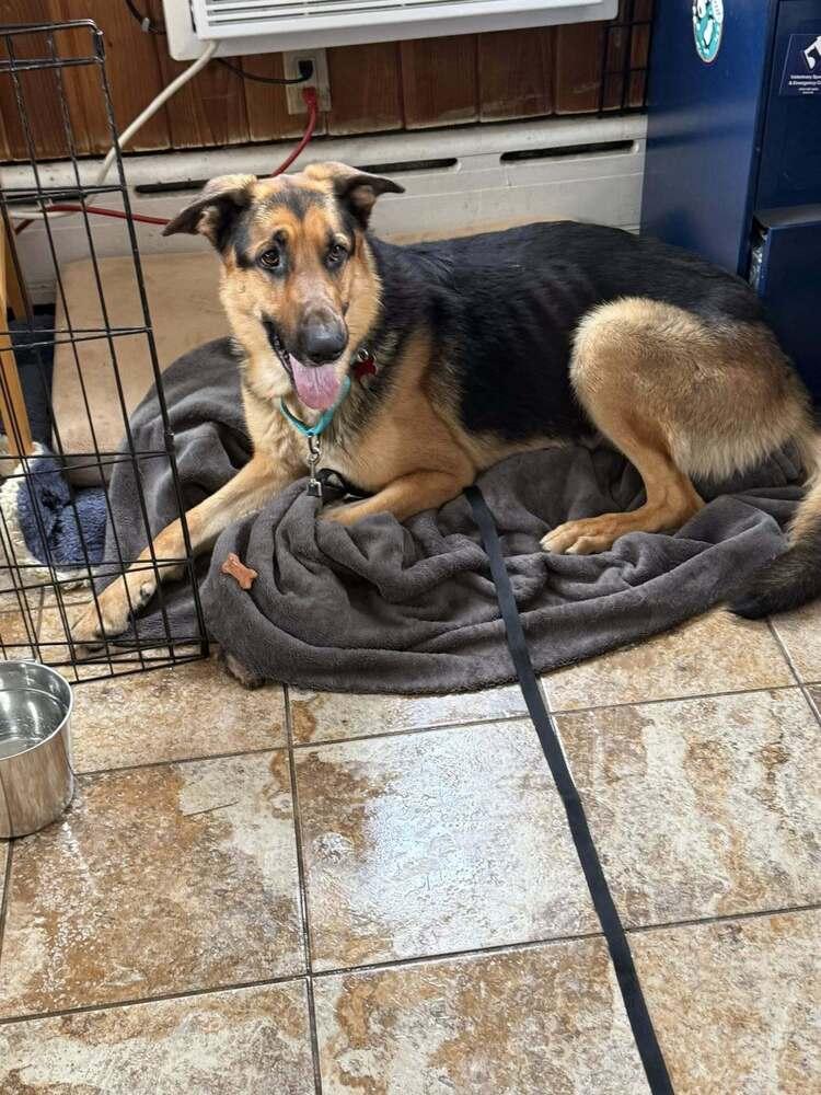 Enlarge Tony, a Adoptable German Shepherd Dog in Huntington, NY image 2/6