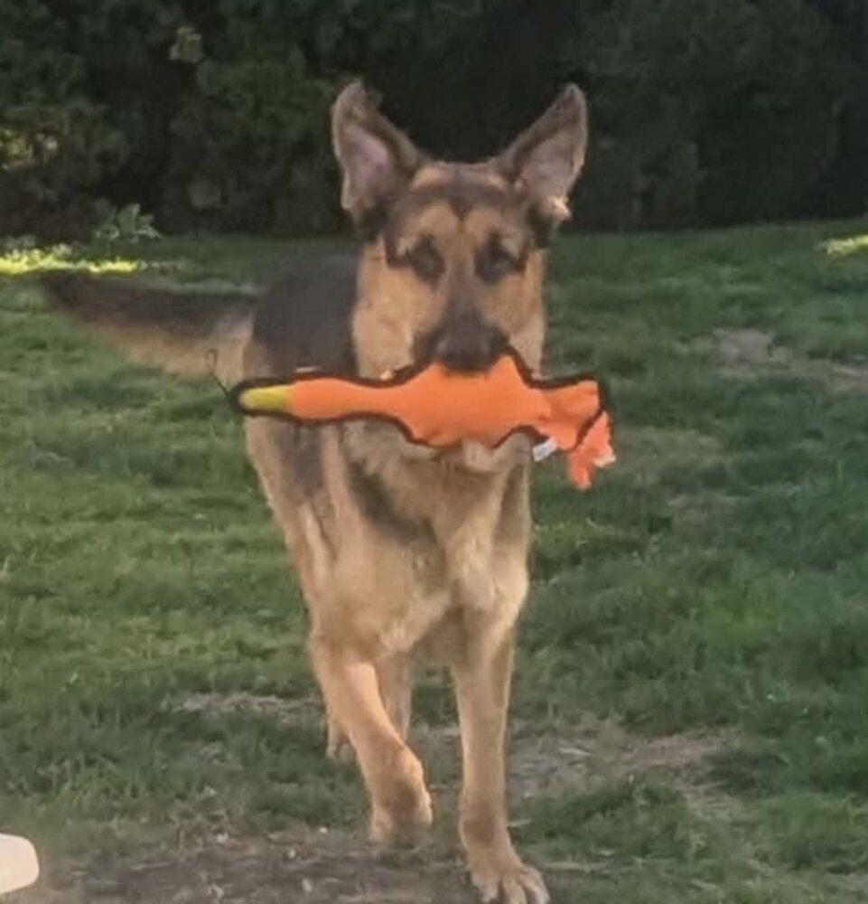 Enlarge Tony, a Adoptable German Shepherd Dog in Huntington, NY image 3/6