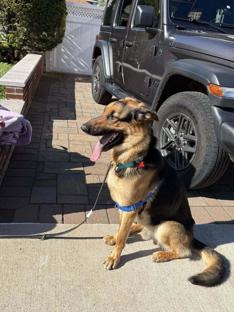 Enlarge Tony, a Adoptable German Shepherd Dog in Huntington, NY image 4/6