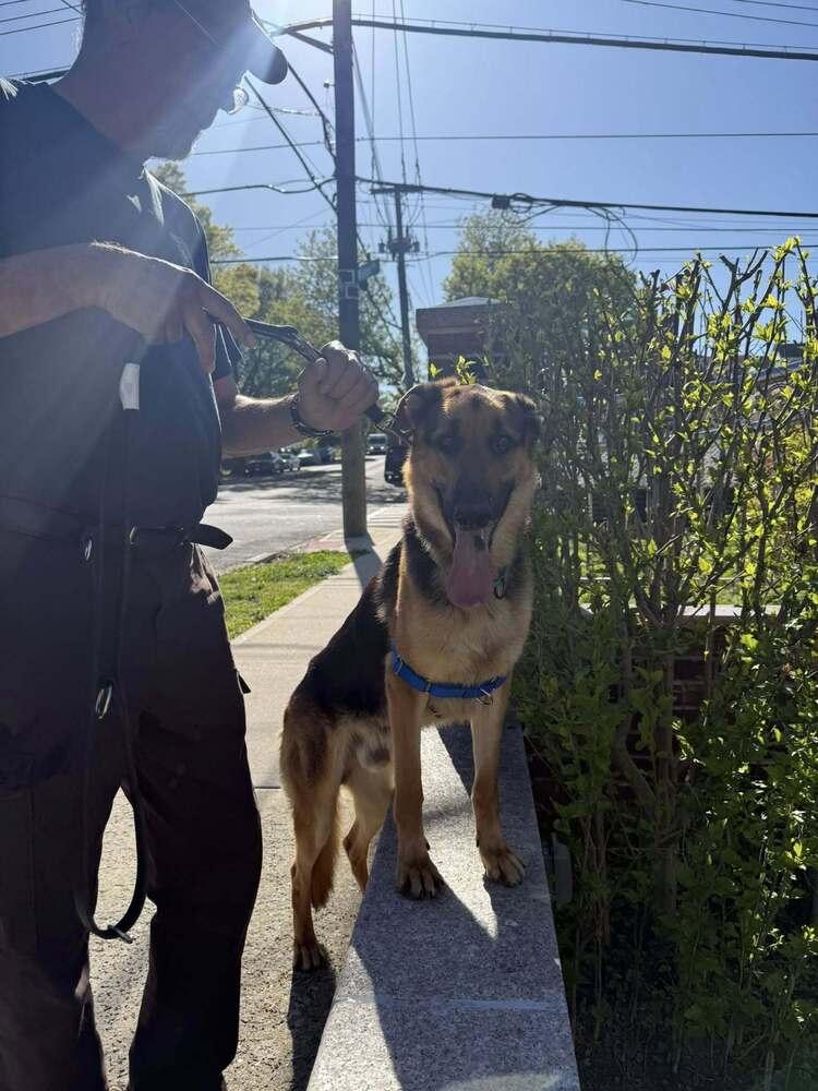 Enlarge Tony, a Adoptable German Shepherd Dog in Huntington, NY image 5/6