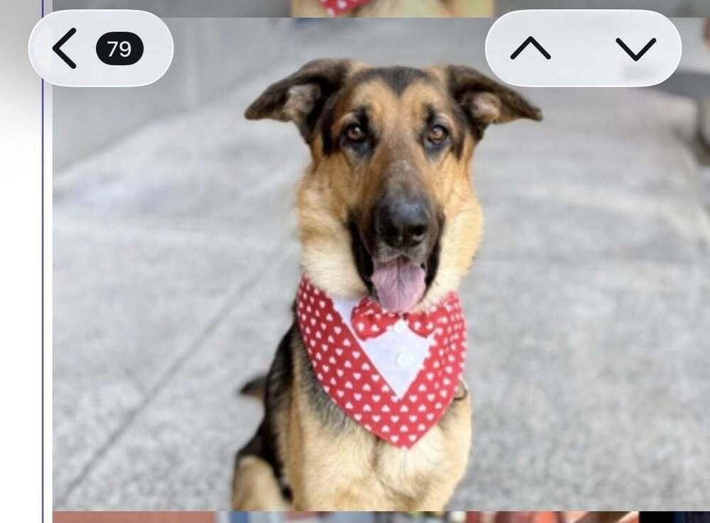 Enlarge Tony, a Adoptable German Shepherd Dog in Huntington, NY image 6/6