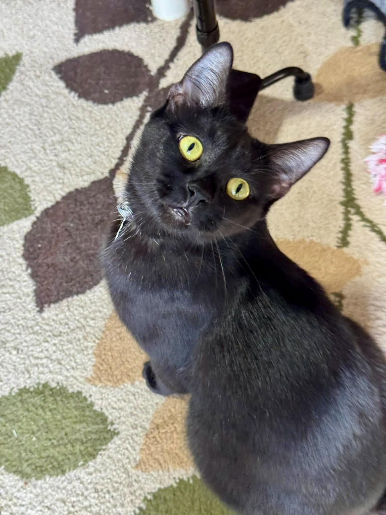 Juniper, Adoptable, Young Female Domestic Short Hair.
