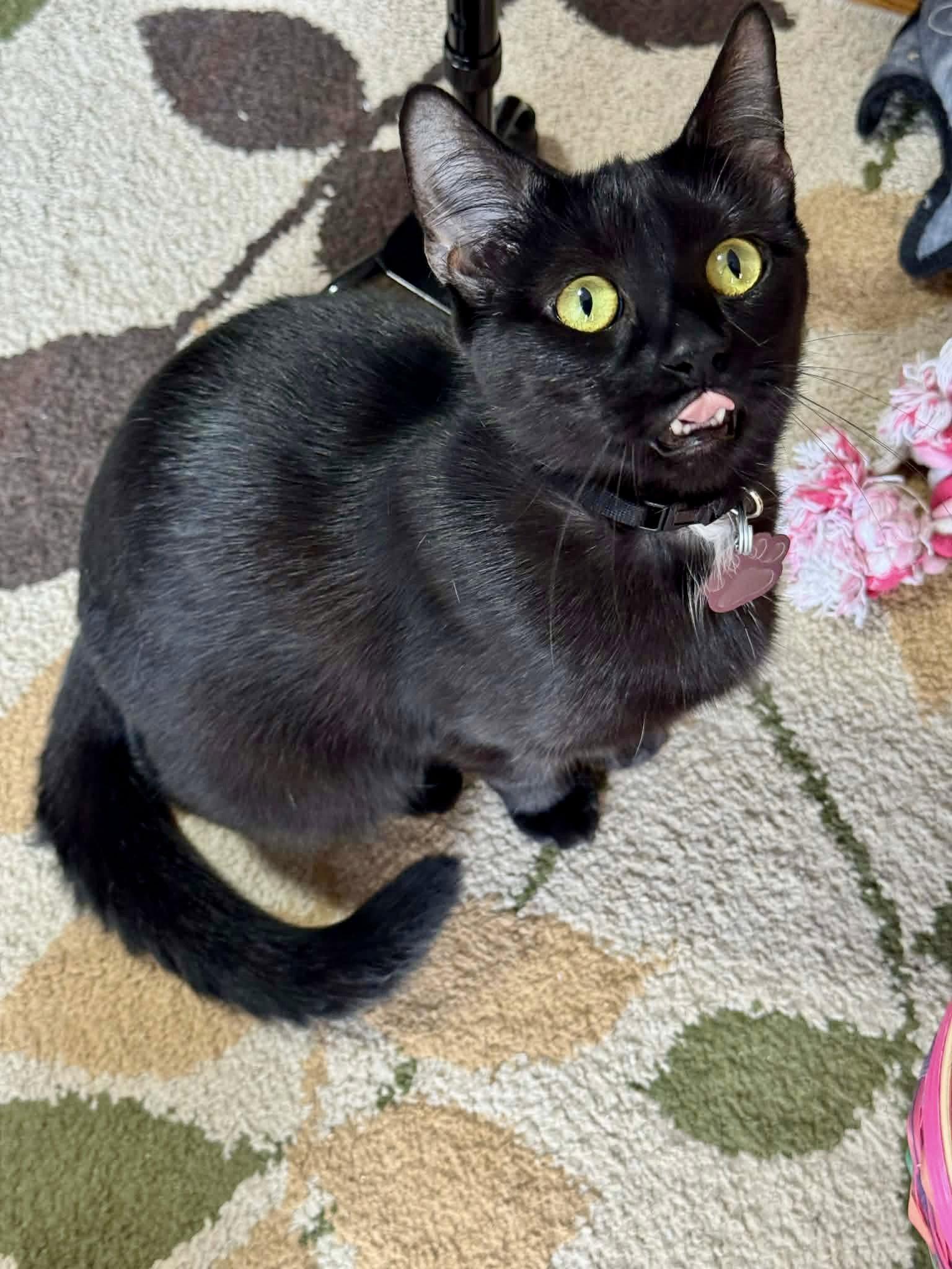 Juniper, a Adoptable Domestic Short Hair in Rockville, MD image 2/3