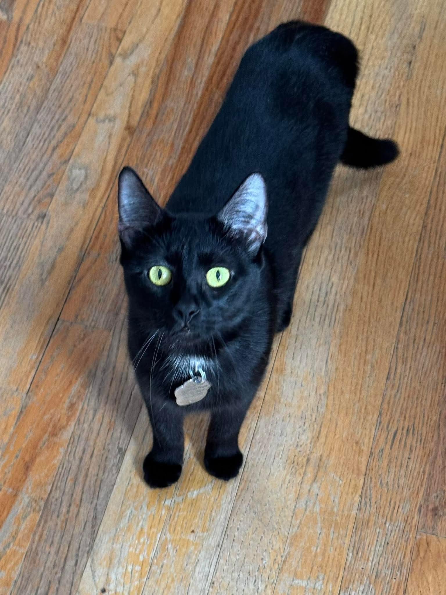 Enlarge Juniper, a Adoptable Domestic Short Hair in Rockville, MD image 2/3