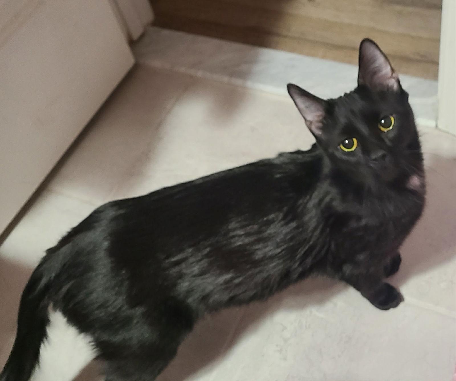 Enlarge Juniper, a Adoptable Domestic Short Hair in Rockville, MD image 3/3