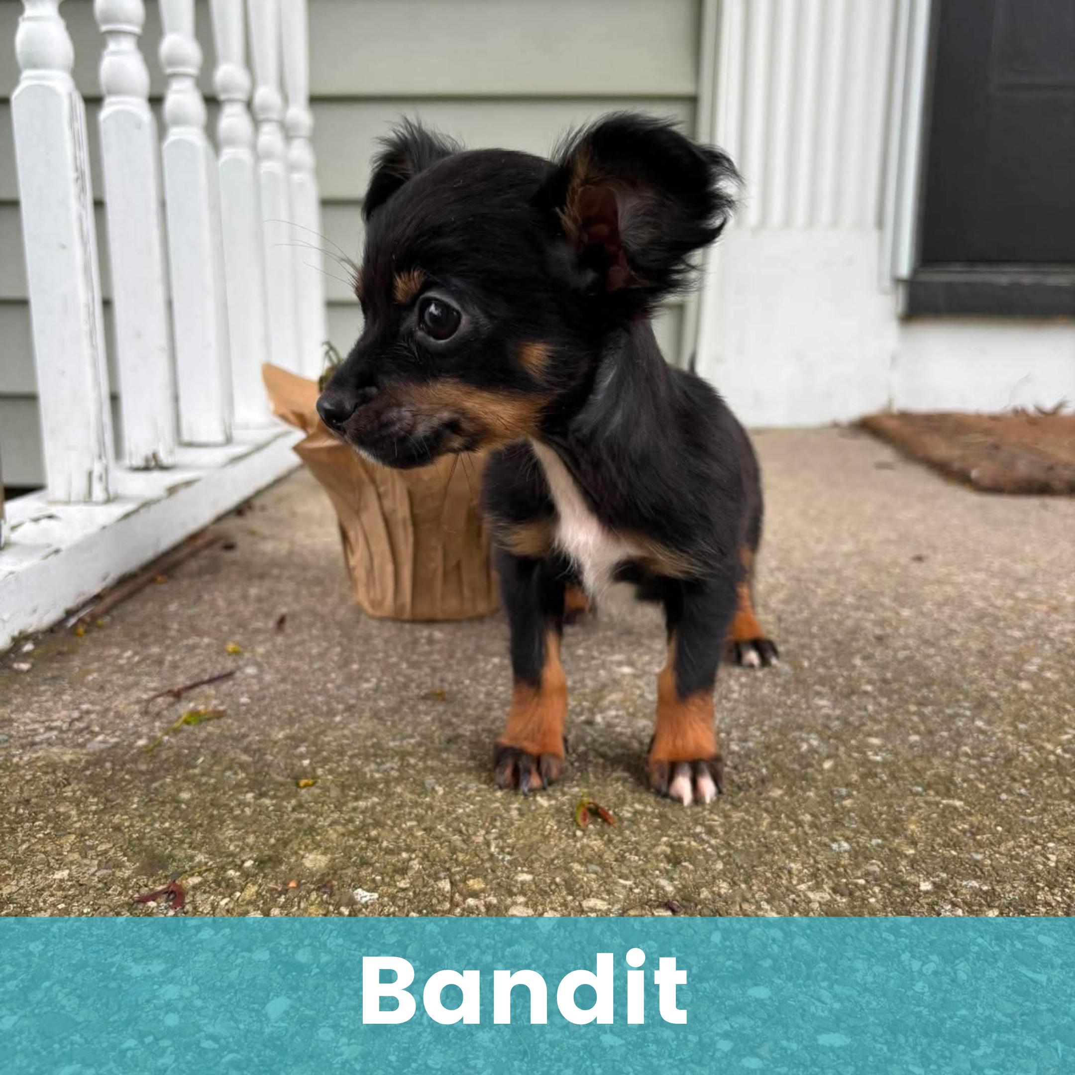 Bandit, adopted, Puppy Male Mixed Breed.