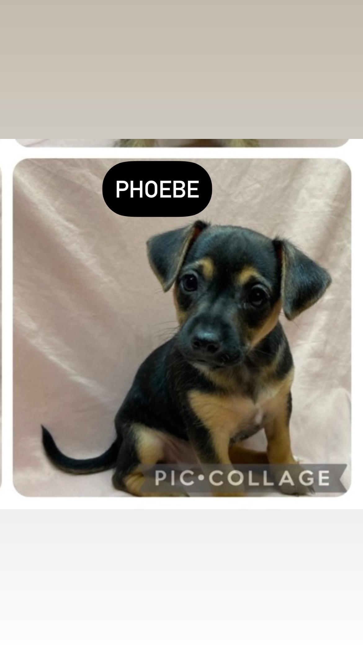 Phoebe