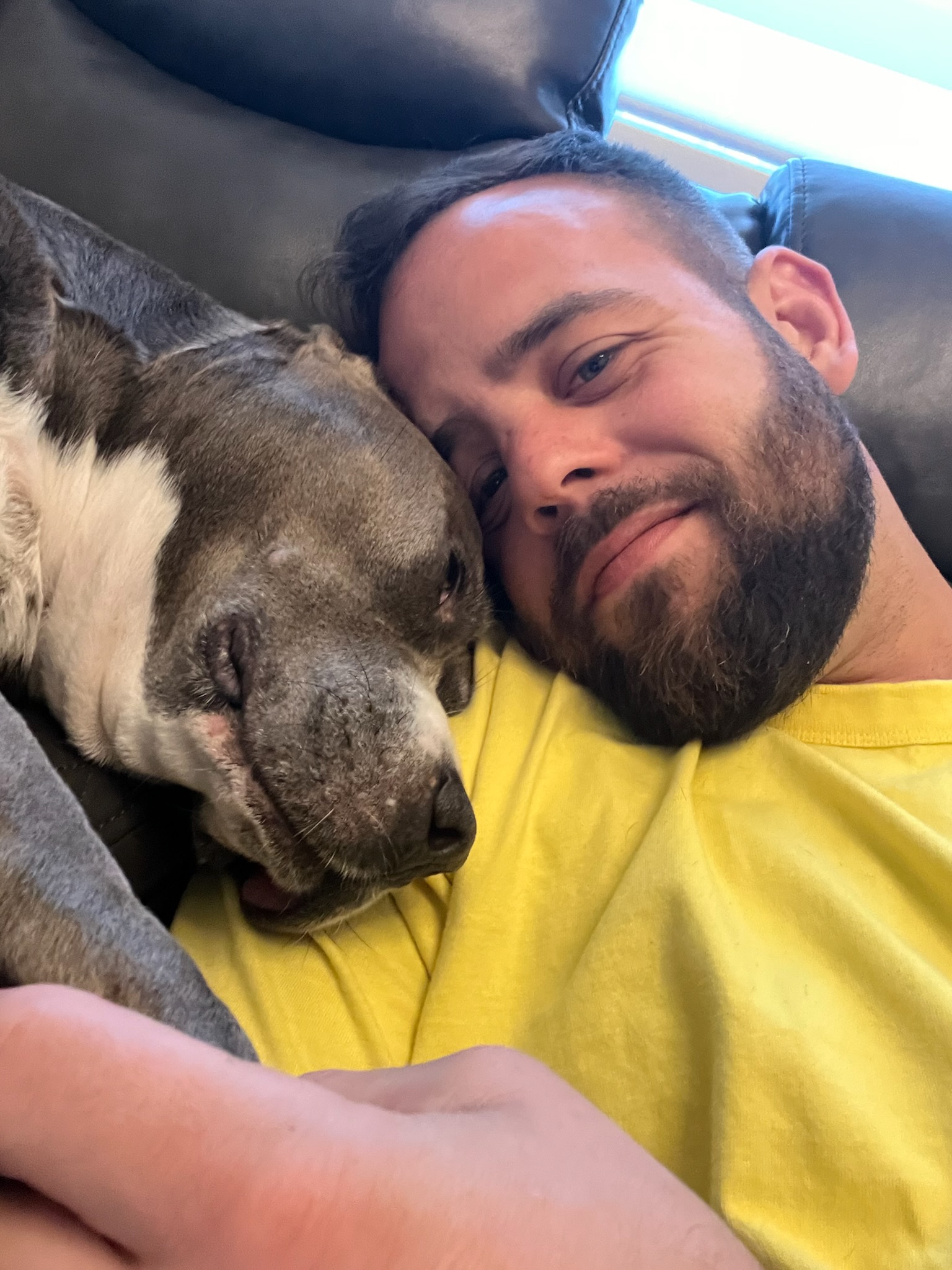 Mia, a Adoptable American Staffordshire Terrier in coral gables, FL image 2/3