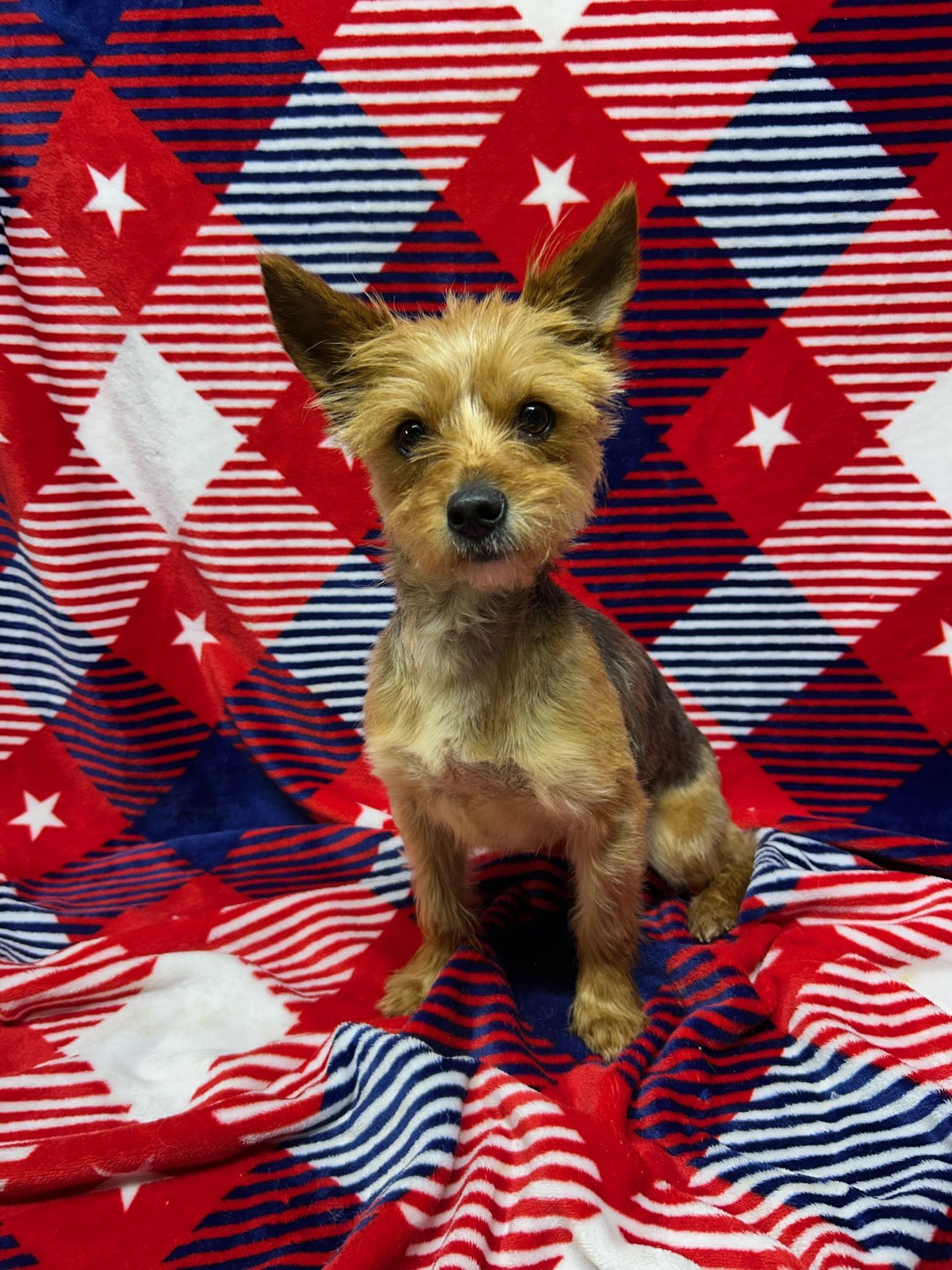 MISSY (ohiosdrescue(at)gmail.com), a ADOPTABLE Yorkshire Terrier in Elyria, OH image 3/3