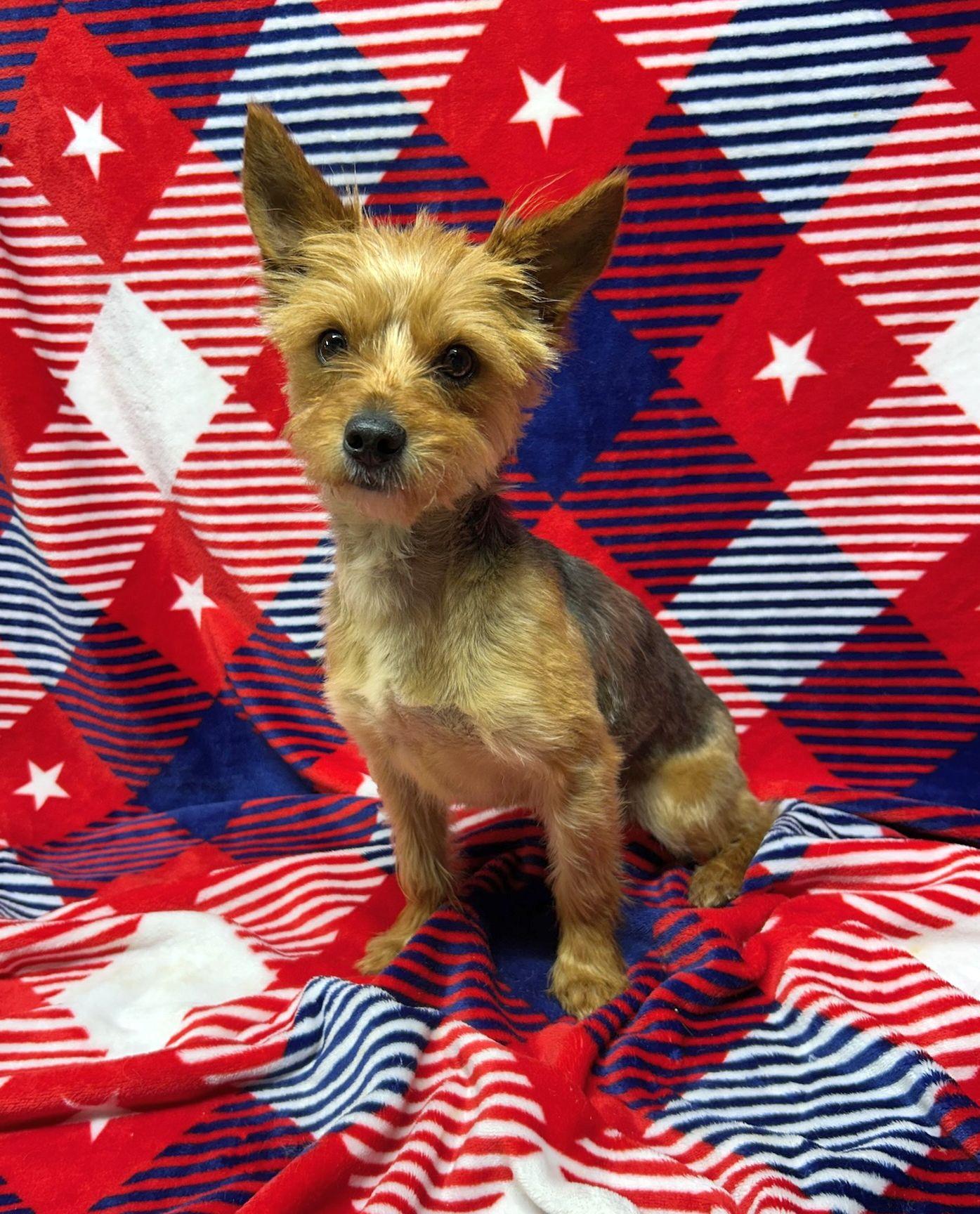MISSY (ohiosdrescue(at)gmail.com), a ADOPTABLE Yorkshire Terrier in Elyria, OH image 2/3