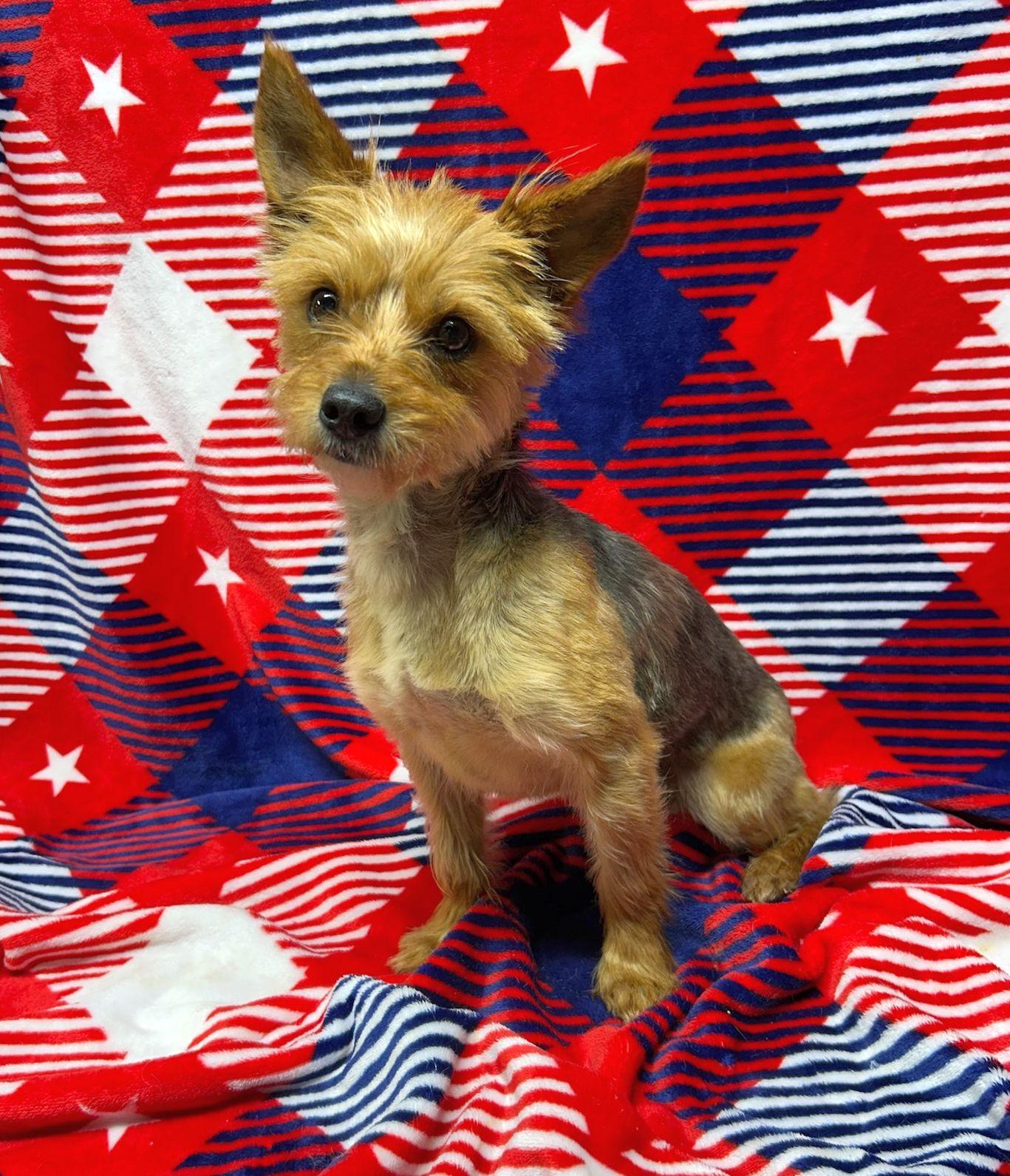 MISSY (ohiosdrescue(at)gmail.com), a ADOPTABLE Yorkshire Terrier in Elyria, OH image 1/3