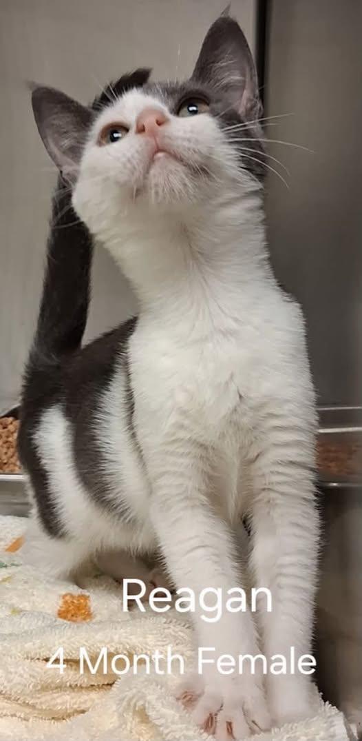 Reagan, ADOPTABLE, Young Female Domestic Short Hair.