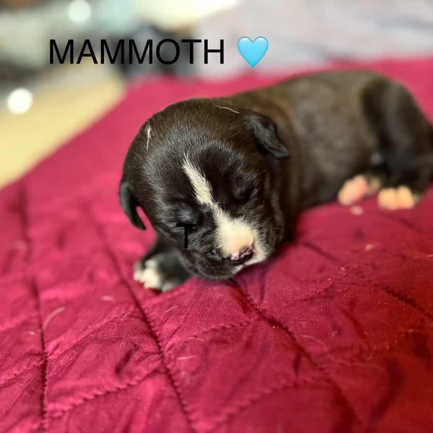 Mammoth, Adoptable, Puppy Male Pit Bull Terrier.