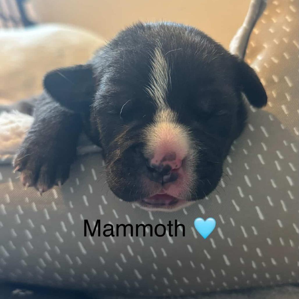 Enlarge Mammoth, a Adoptable Pit Bull Terrier in Tacoma, WA image 2/3