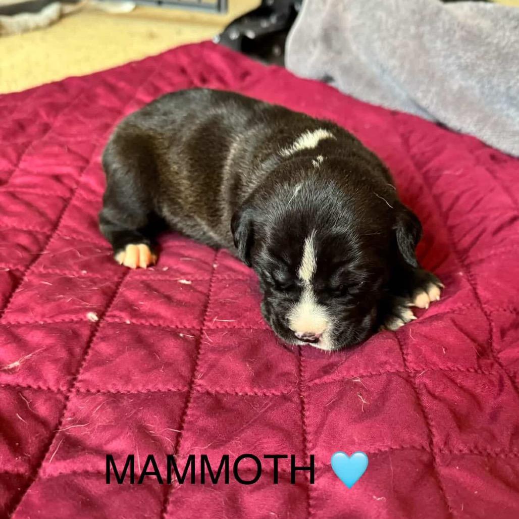 Enlarge Mammoth, a Adoptable Pit Bull Terrier in Tacoma, WA image 3/3