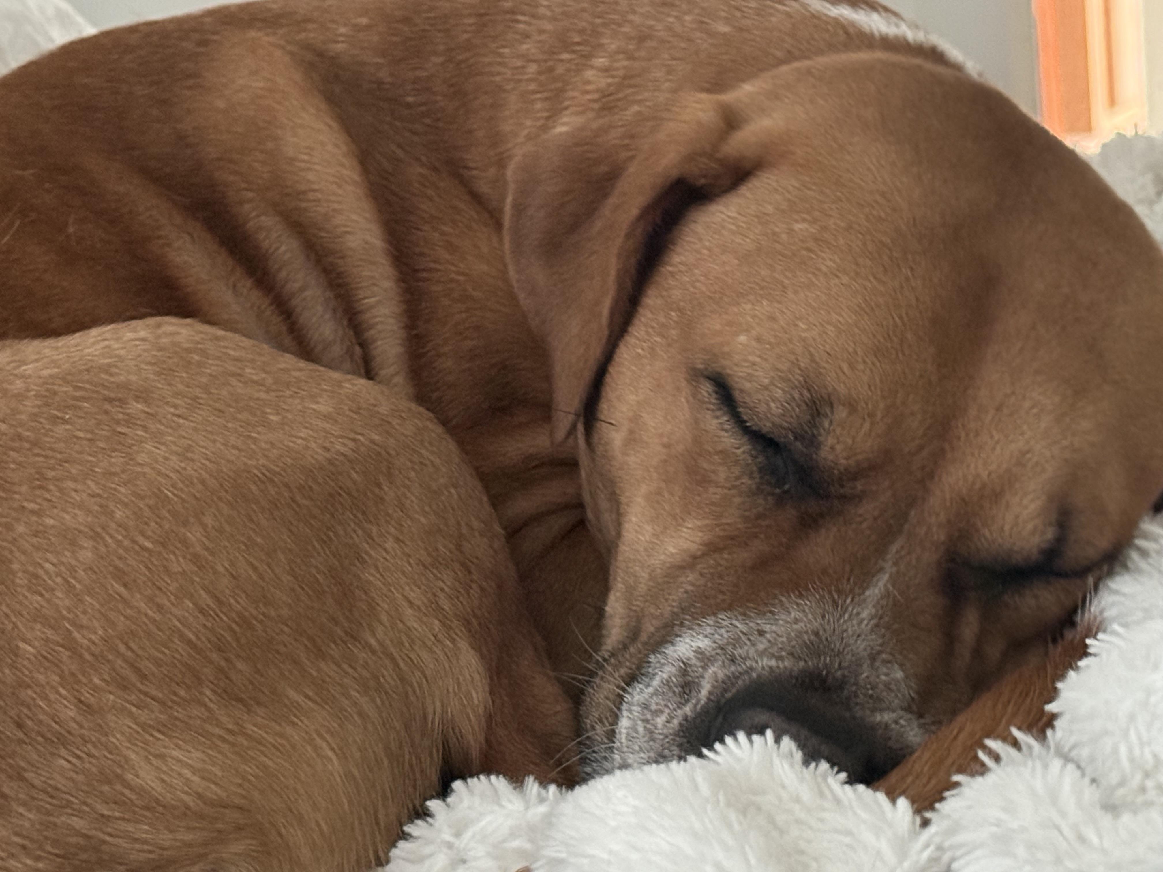 Enlarge Rosy, a Adoptable mixed breed in Cypress, TX image 5/6