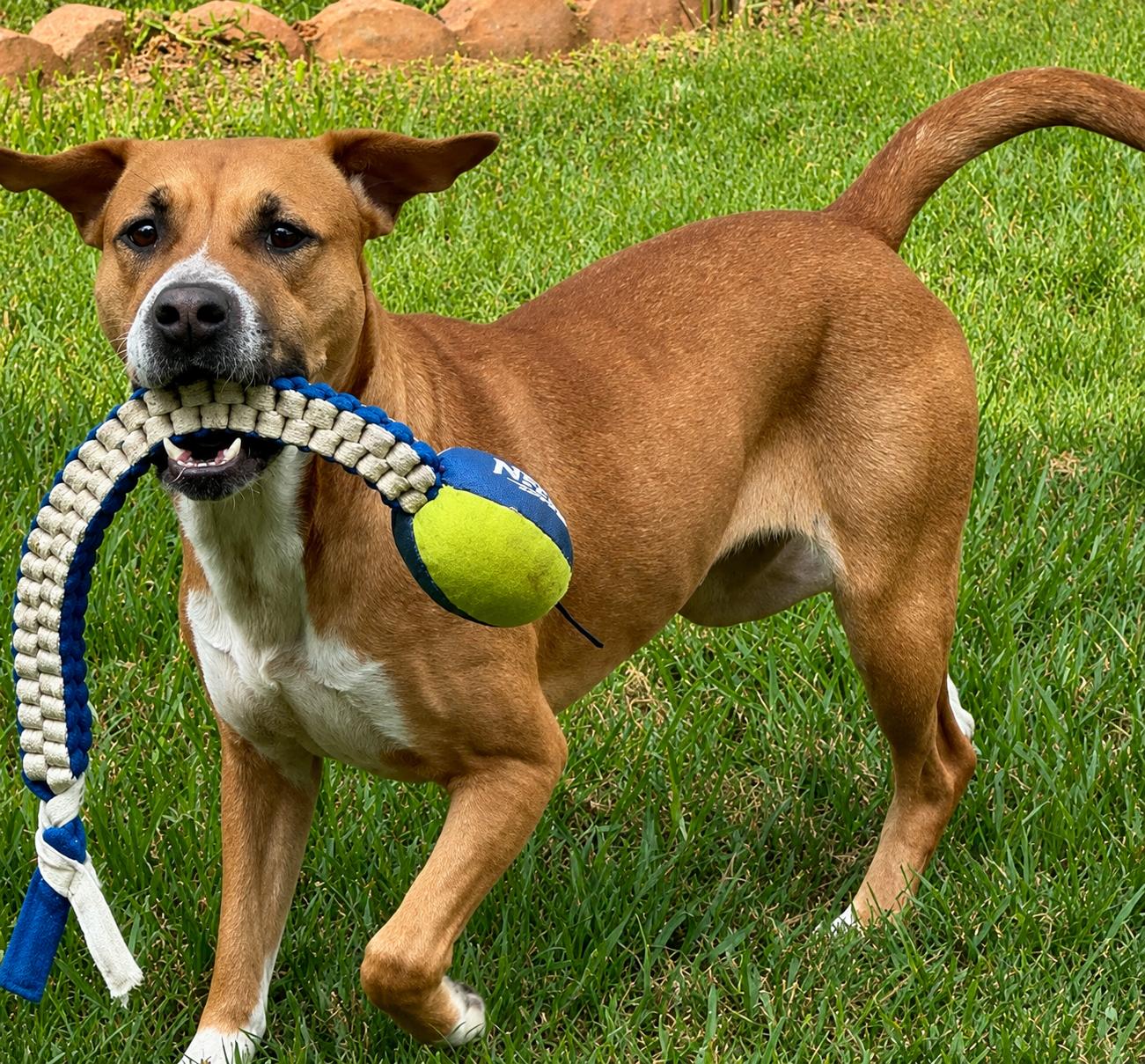 Enlarge Rosy, a Adoptable mixed breed in Cypress, TX image 1/6