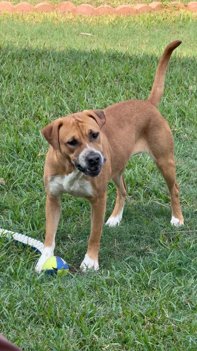 Enlarge Rosy, a Adoptable mixed breed in Cypress, TX video 6/6