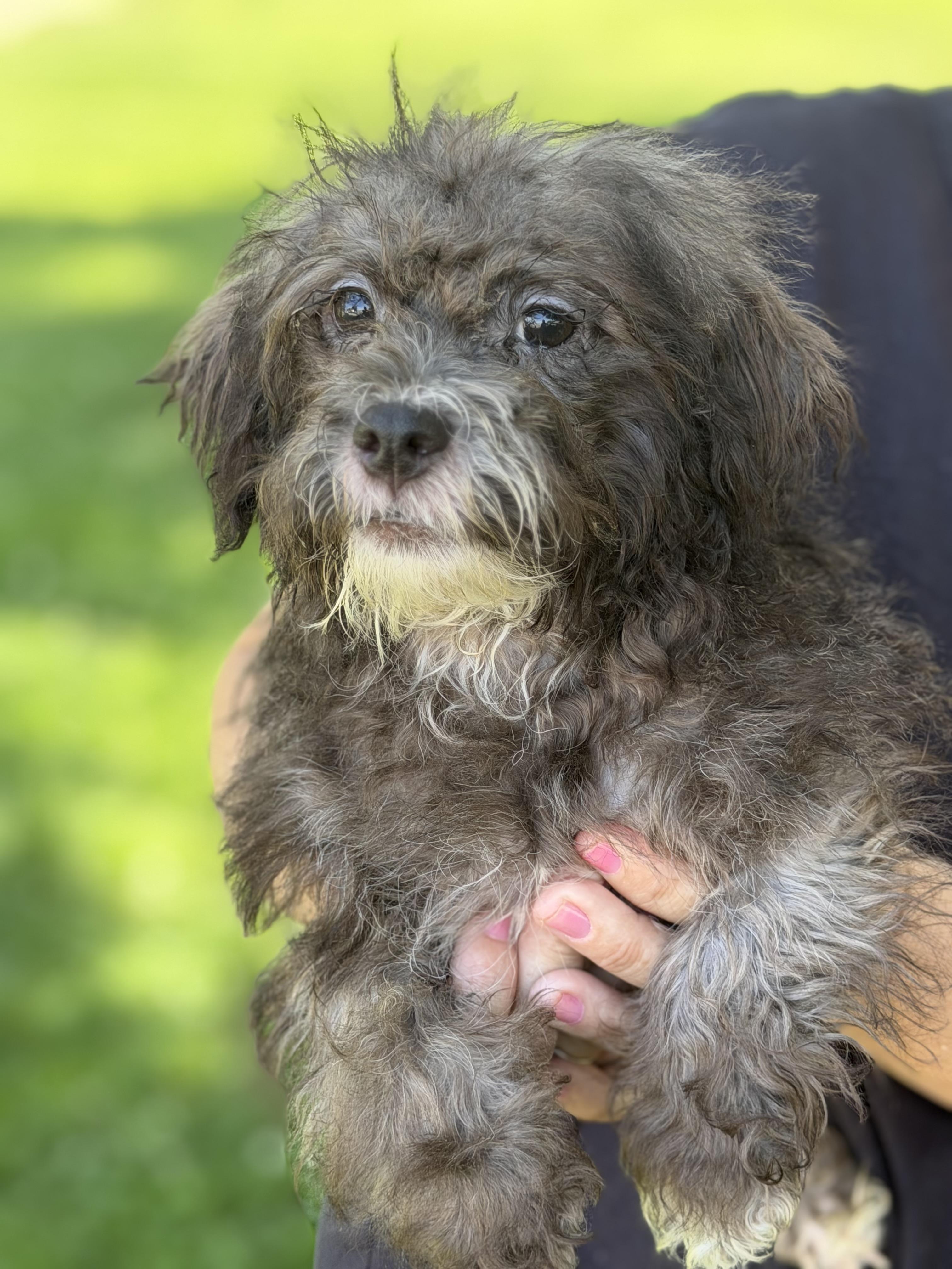 Enlarge Elvis, a ADOPTABLE mixed breed in Yuba City, CA image 4/4