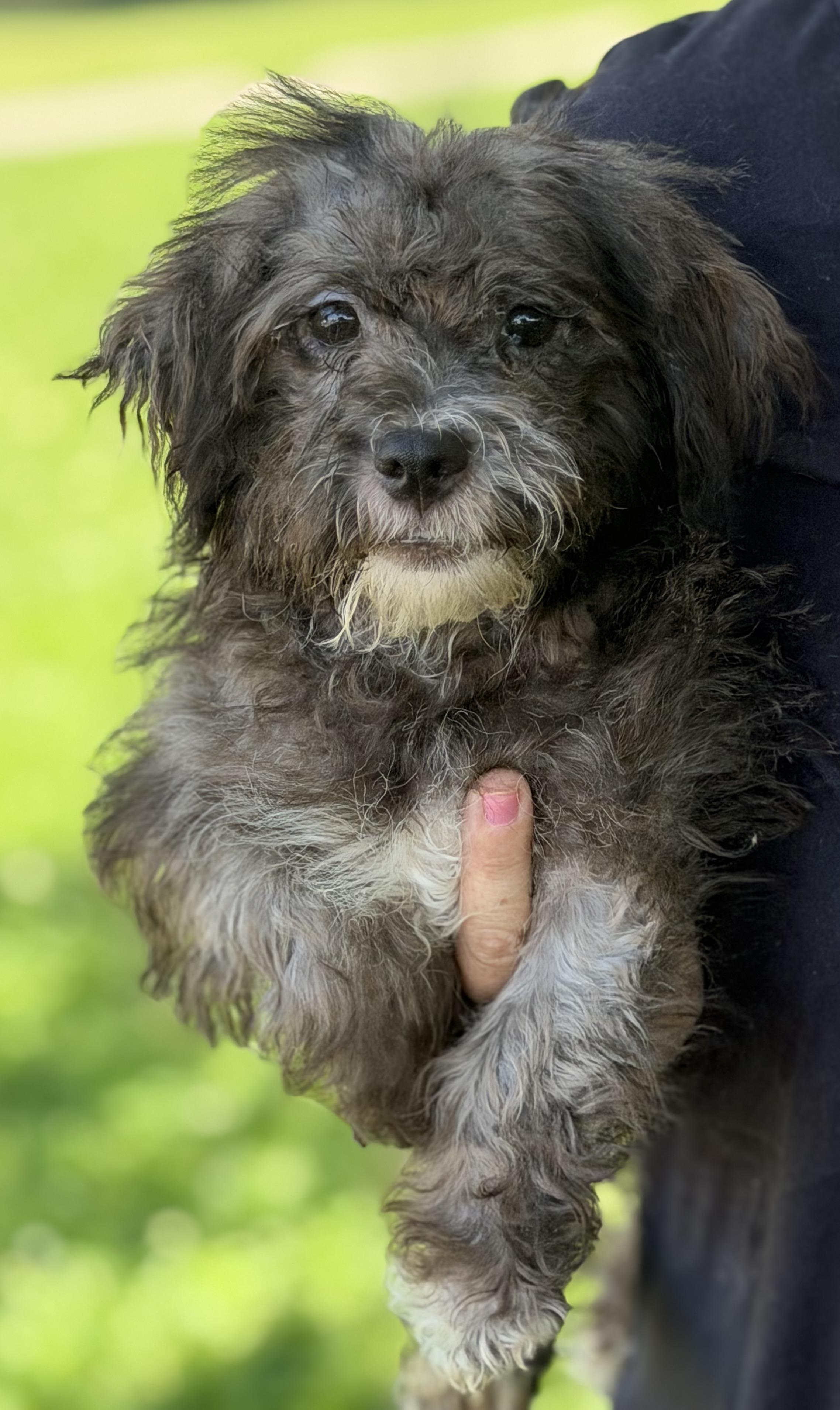 Enlarge Elvis, a ADOPTABLE mixed breed in Yuba City, CA image 2/4