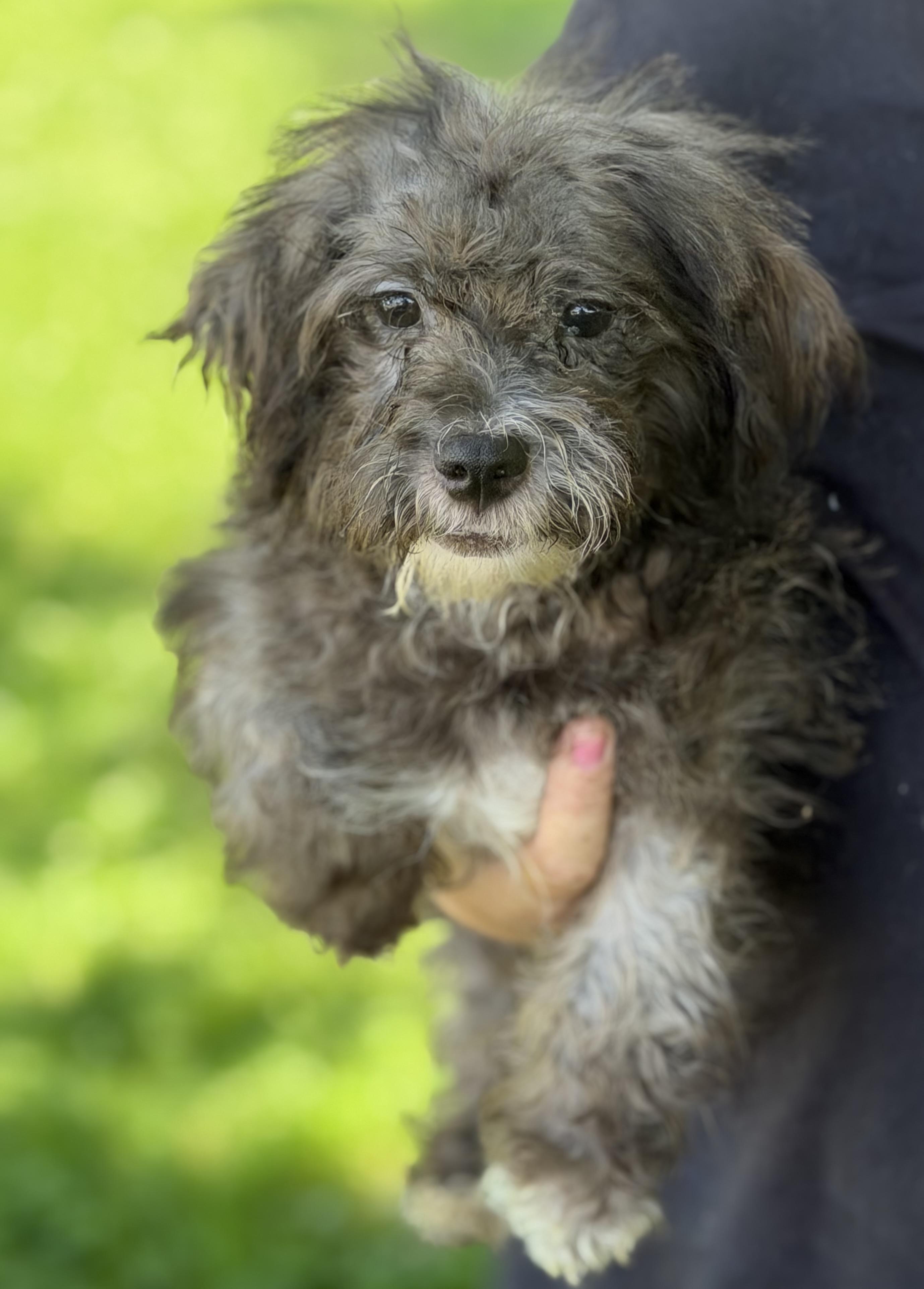 Elvis, ADOPTABLE, Puppy Male Shih Tzu & Poodle.